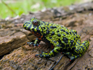Fire-bellied Toad 11