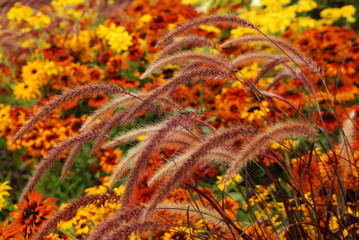 Fall color with ornament grass and rudbeckia flowers - obrazy, fototapety, plakaty