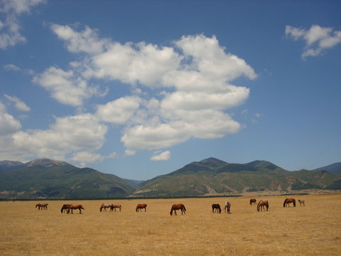 Chevaux dans une plaine en Bulgarie