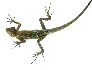 Fototapeta premium agame