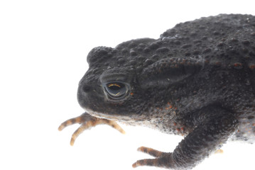 black frog