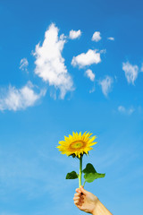 Fototapeta premium sunflower in woman hand and blue sky