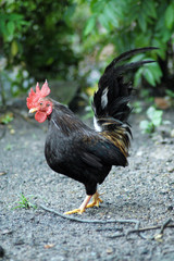 the cock xxxxiii