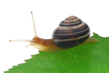 snail