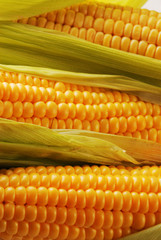 Corn