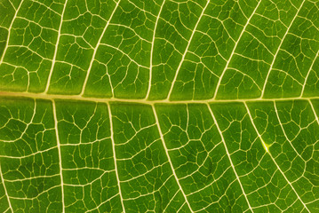 Leaf background