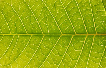 Leaf background