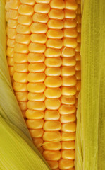 Corn