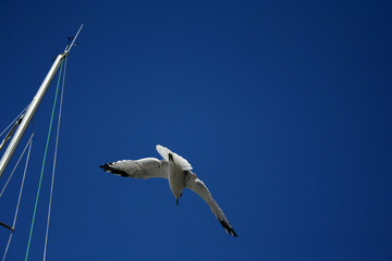 Seagull in a blue sky. 