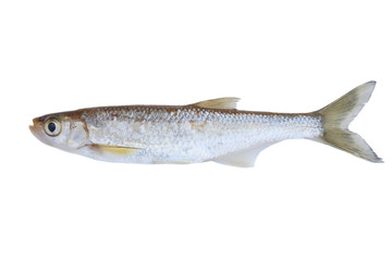 Small freshwater fish