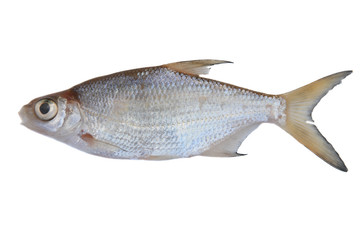 Freshwater fish
