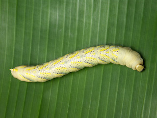 chenille sur bananier