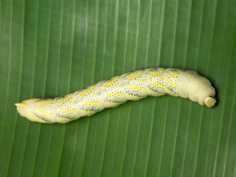 chenille sur bananier