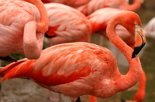 Fototapeta Red exotic bird - flamingo
