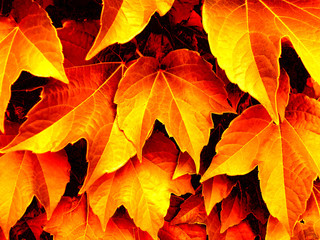 Golden leaves 1
