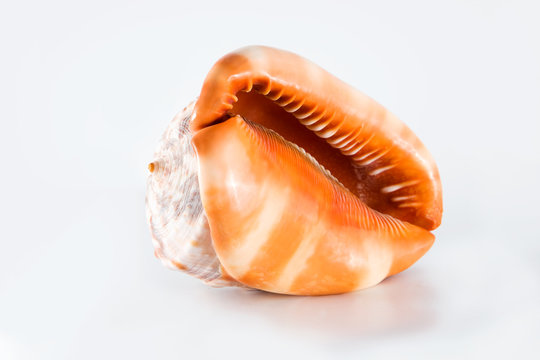 Caracola