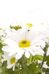 White gerbera daisies