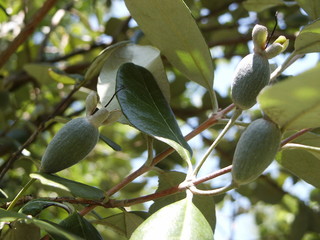 Feijoa