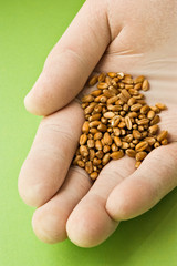 scientist holding plant seeds