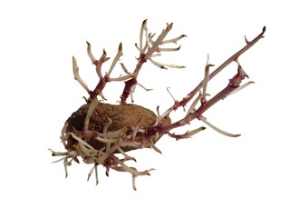 potatoes with germination on white background