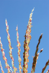 corn ear closeup