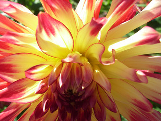 Fototapeta premium Dahlia 3