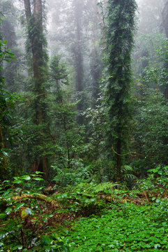 dorrigo world heritage rainforest on a foggy day