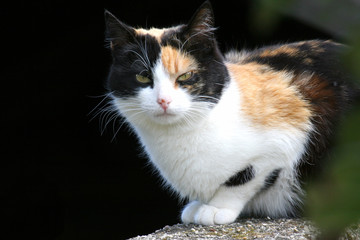 black and brown cat