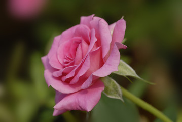 Fototapeta premium Beautiful pink color roses in the gardens