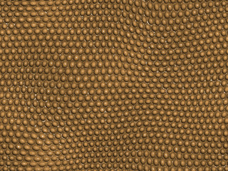 Textura Fondo Animal reptil