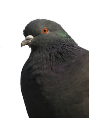 Pigeon 3