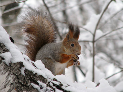 Squirrel 2 © Nadezhda Bolotina