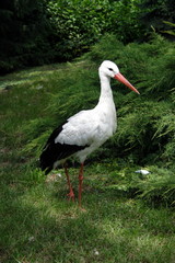 White stork at green meadow