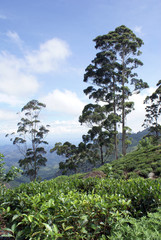 Fototapeta premium Tea bush and trees