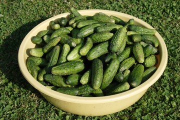 green gherkins in big basin lying at grass