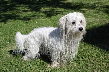 uncommon breed of dog Coton de Tulear