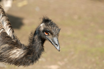 Ostrich emu