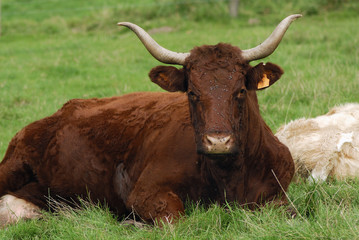 Salers au Pr&eacute;