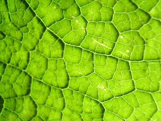 Underside Of A Green Leaf 21