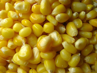 Corn Background
