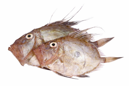 Sogliola Fish - Dover Soles