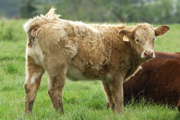 Obraz premium Vache «La Salers»