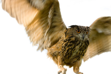 Eurasian Eagle Owl (Bubo bubo)