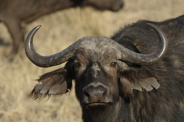 African Buffalo