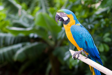 Guacamayo