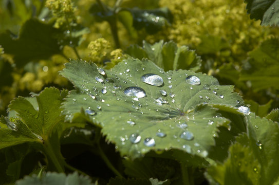 Rain drops