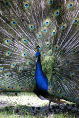 Obraz premium male peacock