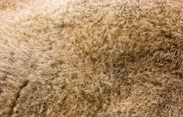 Wool of the bison