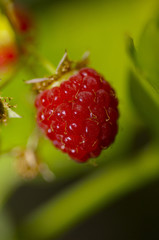 Raspberry