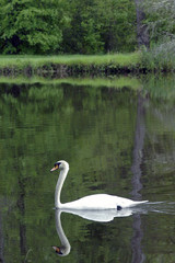 graceful swan